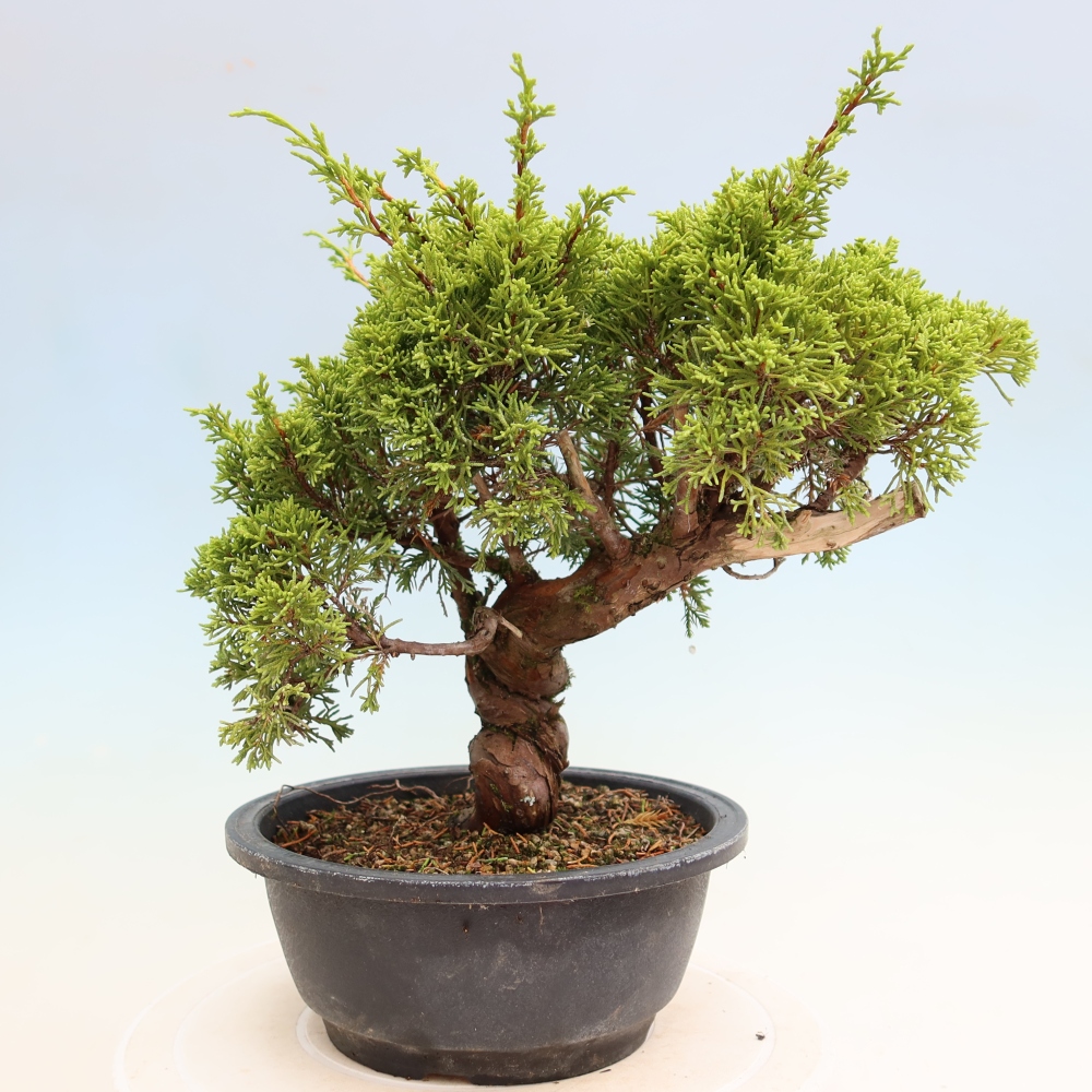 Kültéri bonsai - Juniperus chinensis Itoigawa-Juniperus chinensis