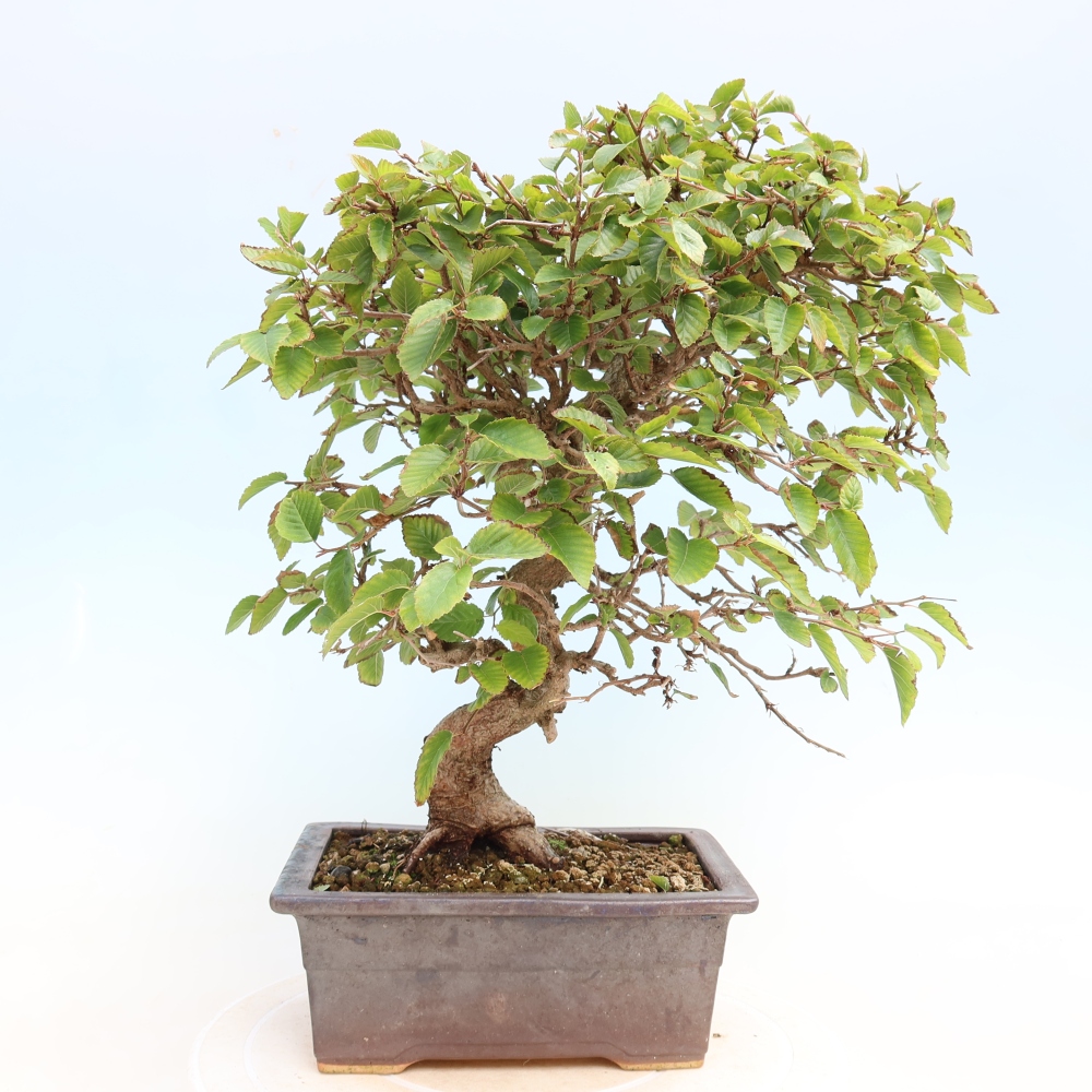 Kültéri bonsai -Carpinus CARPINOIDES - Koreai gyertyánfa