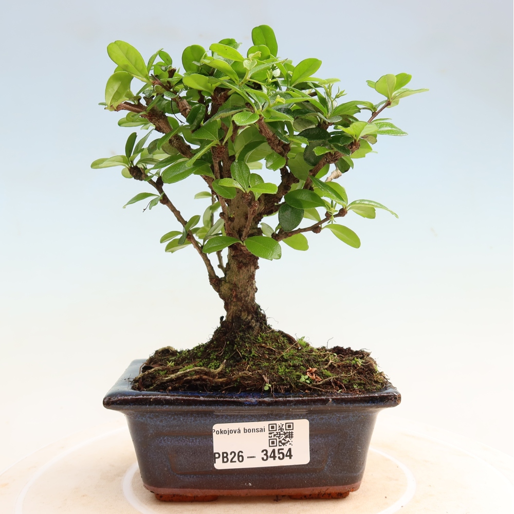 Szobai bonsai - Carmona macrophylla - Tea fuki