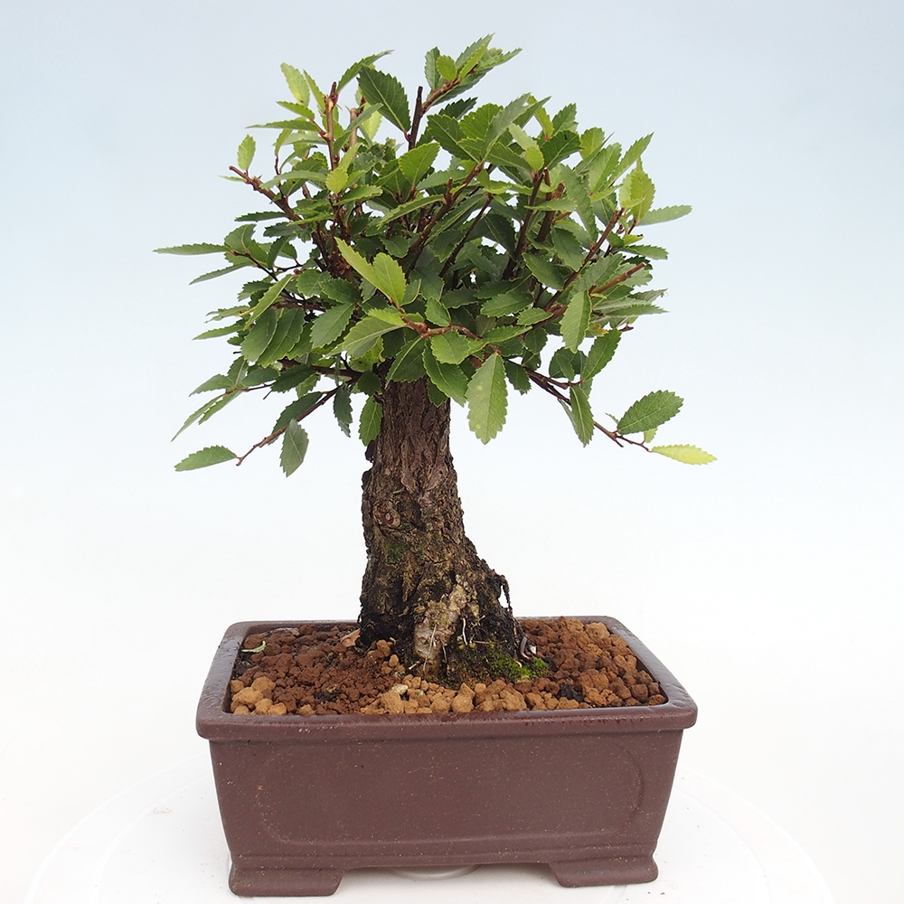 Kültéri bonsai - Zelkova - Zelkova NIRE