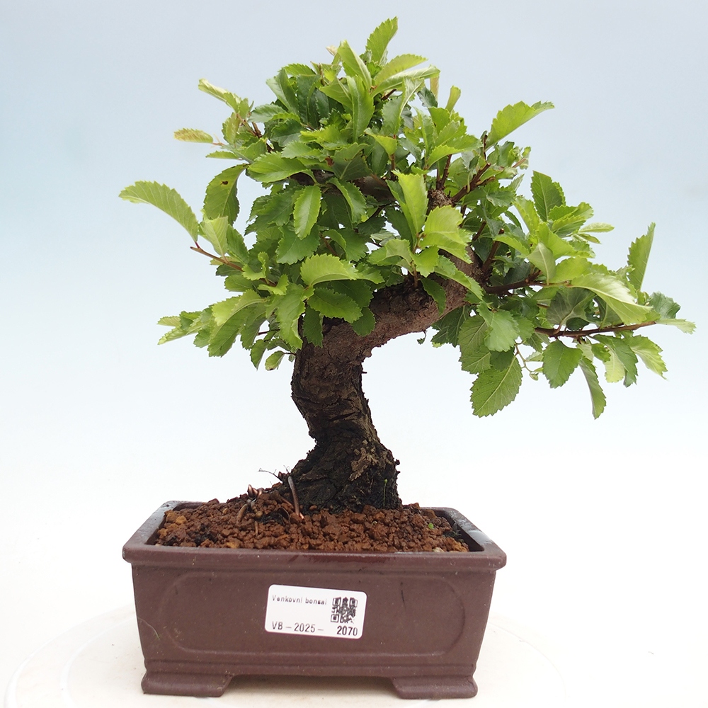 Kültéri bonsai - Zelkova - Zelkova NIRE