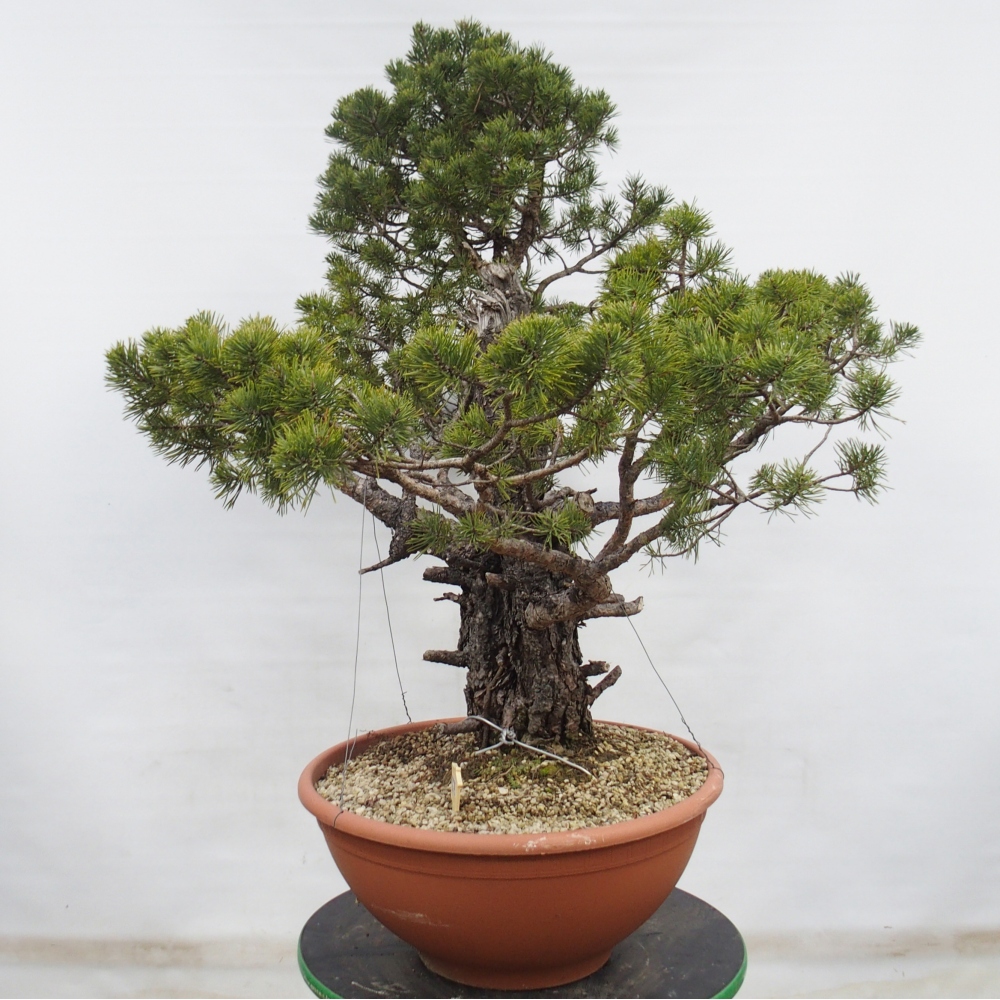 Yamadori - Pinus sylvestris Spanyolország