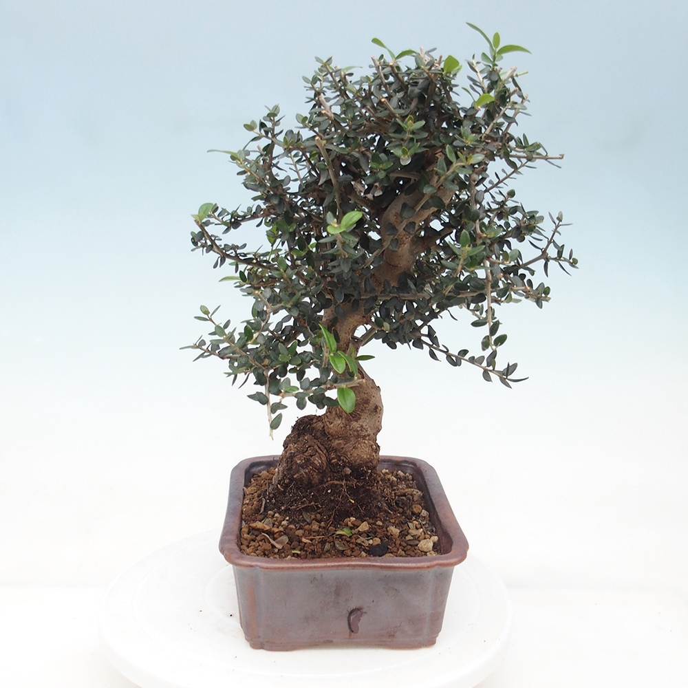 Beltéri bonsai - Olea europaea sylvestris