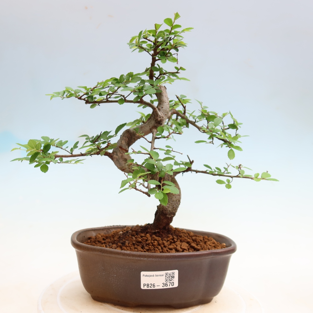 Szobai bonsai - Ulmus parvifolia - Kislevelű szilfa