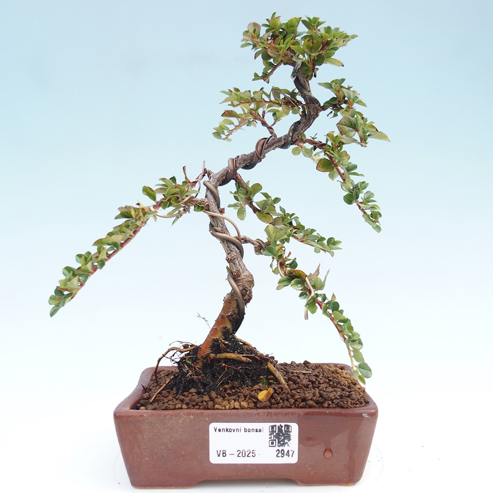 Kültéri bonsai - Cotoneaster horizontalis - Rocky Mountain