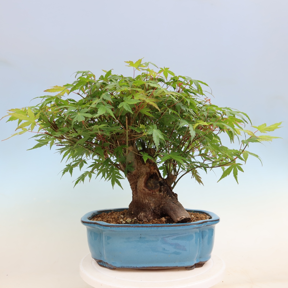 Kültéri bonsai - Juhar Burger - Acer Burgerianum