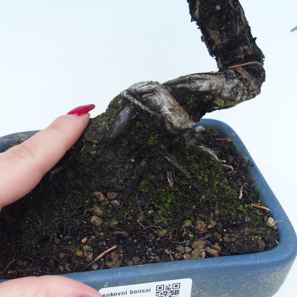 Kültéri bonsai - Juniperus chinensis Kishu