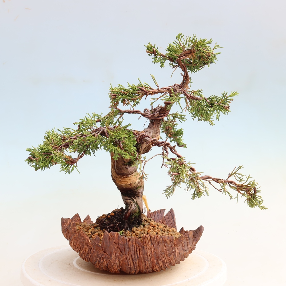 Kültéri bonsai - Juniperus chinensis Itoigawa-Juniperus chinensis