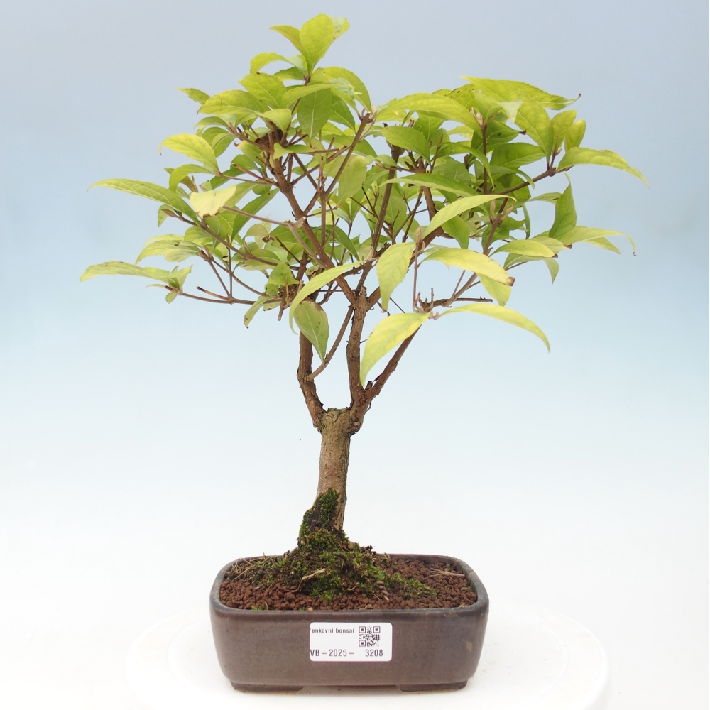Kültéri bonsai - Callicarpa japonica