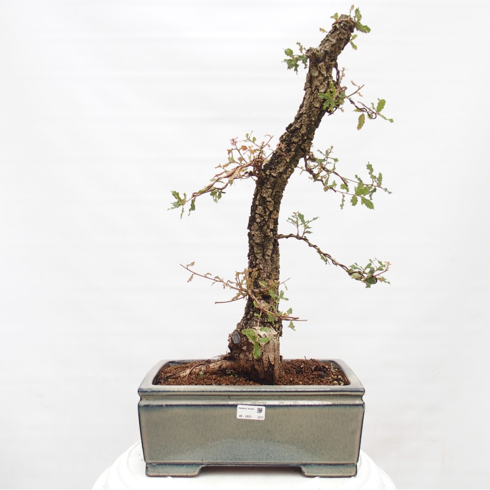 Yamadori - Quercus Ilex - Tölgy magyal
