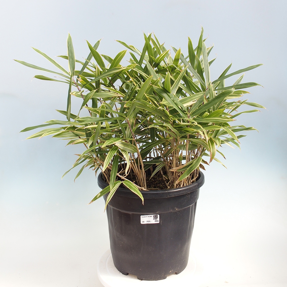 Kültéri bonsai - Sasaella masamuneana Albostriata - Bambusz