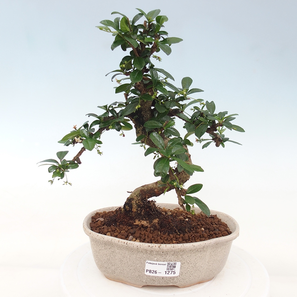 Szobai bonsai - Carmona macrophylla - Tea fuki