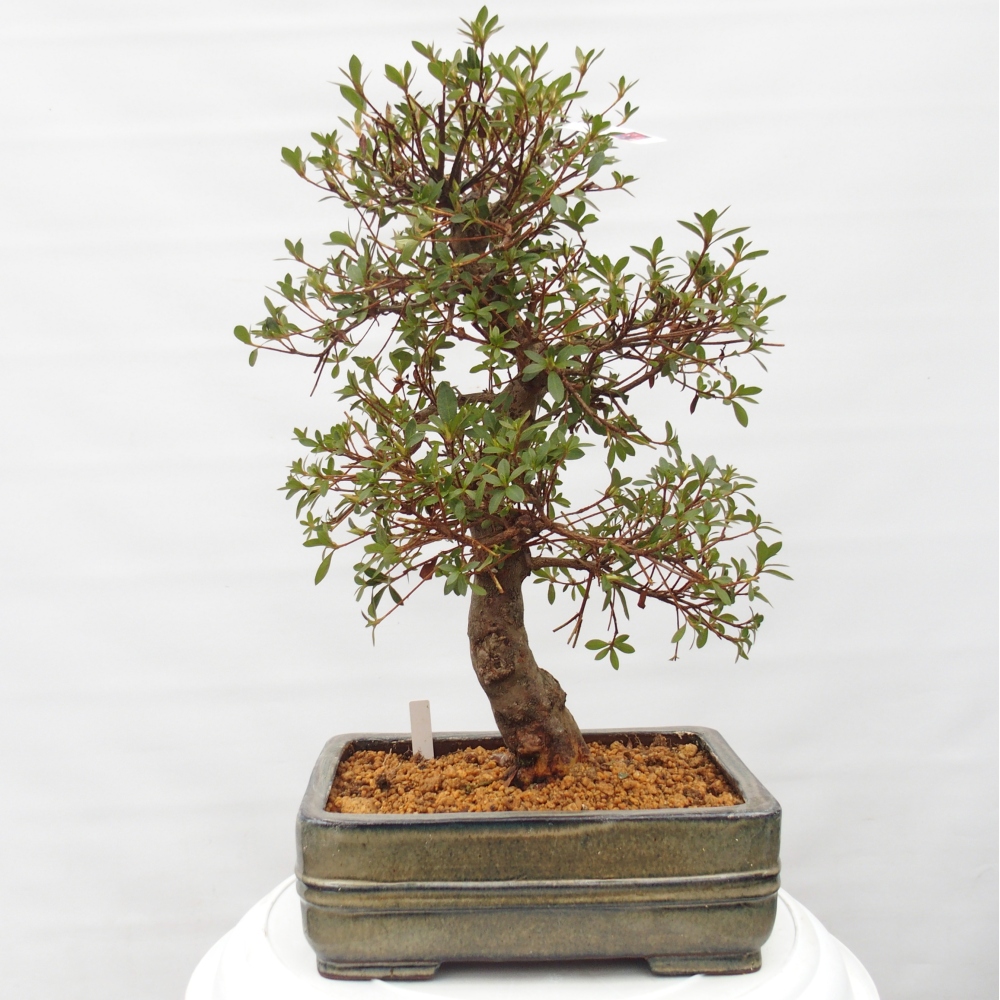 Kültéri bonsai - Japán azálea - Azalea Rin