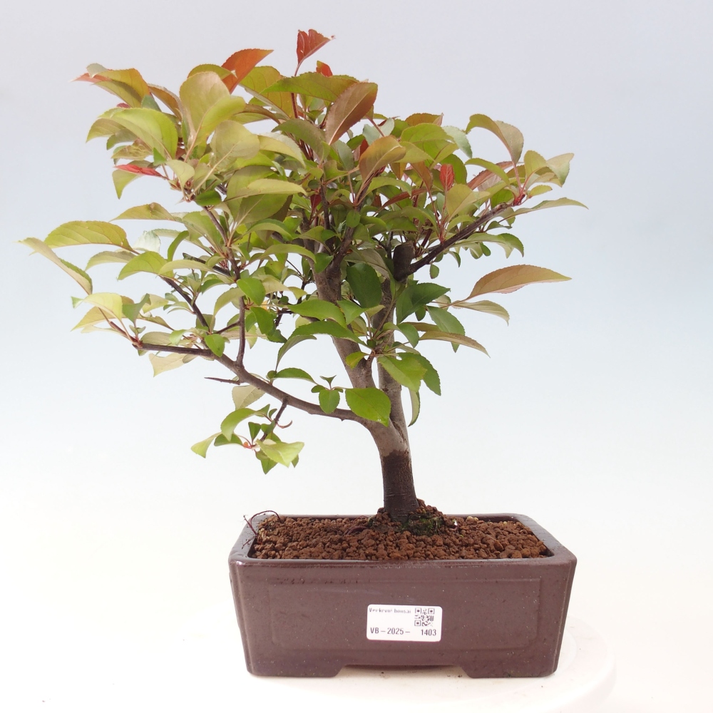 Kültéri bonsai -Malus domestica - Kis gyümölcsű piros levelű almafa