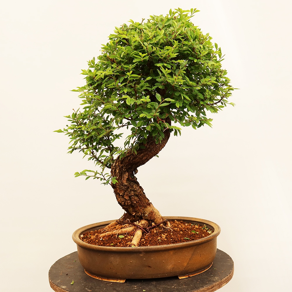Kültéri bonsai - Zelkova - Zelkova NIRE