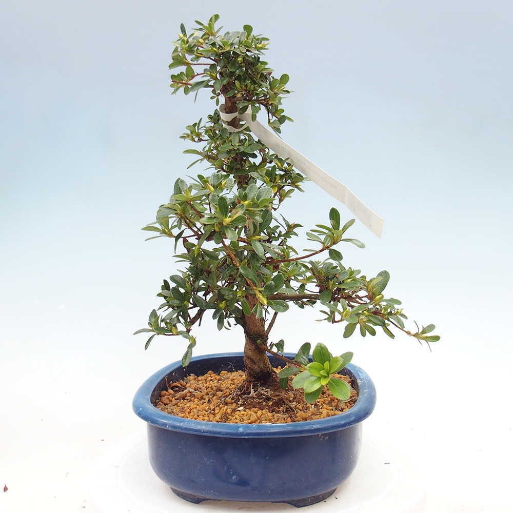 Kültéri bonsai - Japán azálea - Azálea Asahi-no-izumi