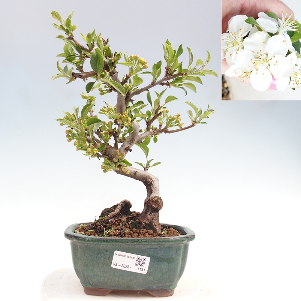 Kültéri bonsai - Malus sargentii - Kis gyümölcsű almafa