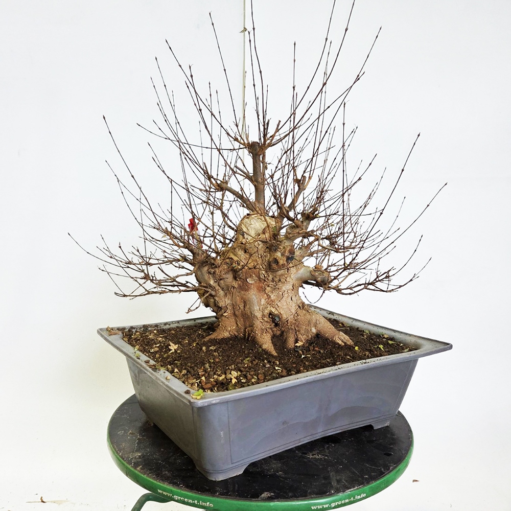 Kültéri bonsai juhar Burger - Acer Burgeriana