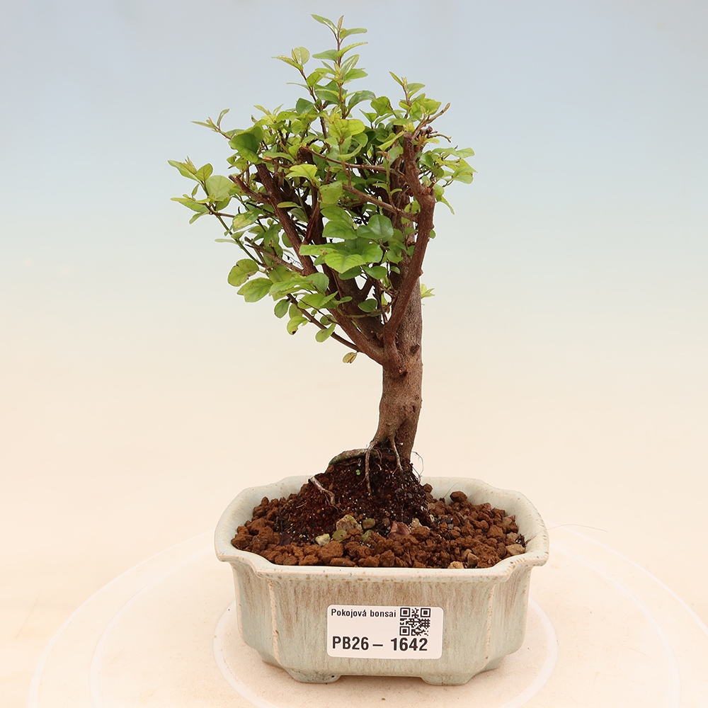 Szobai bonsai - Sageretia thea - Sageretia thea