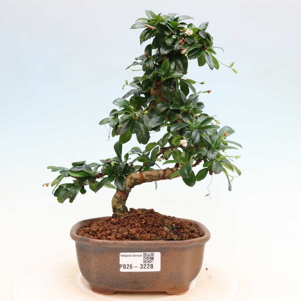 Szobai bonsai - Carmona macrophylla - Tea fuki