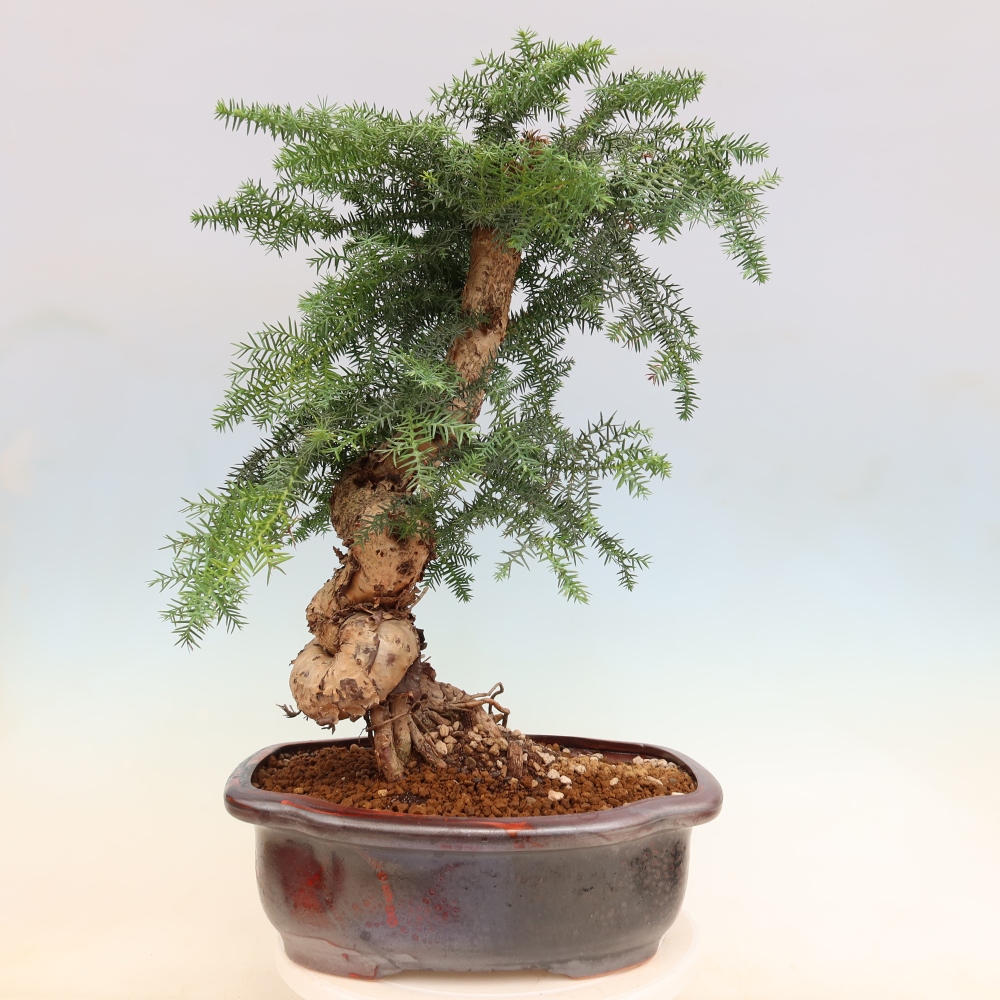 Szobai bonsai - Araucaria - szobai lucfenyő