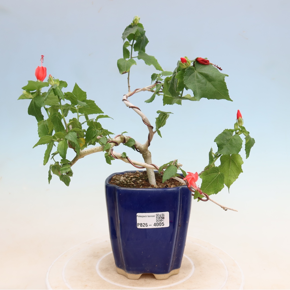 Beltéri bonsai - Malvaviscus arboreus