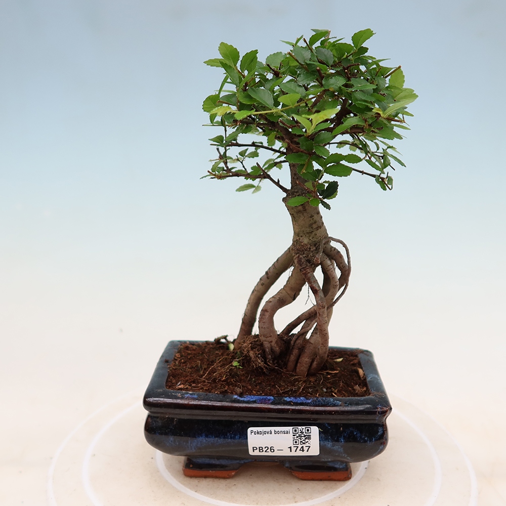 Szobai bonsai - Ulmus parvifolia - Kislevelű szilfa
