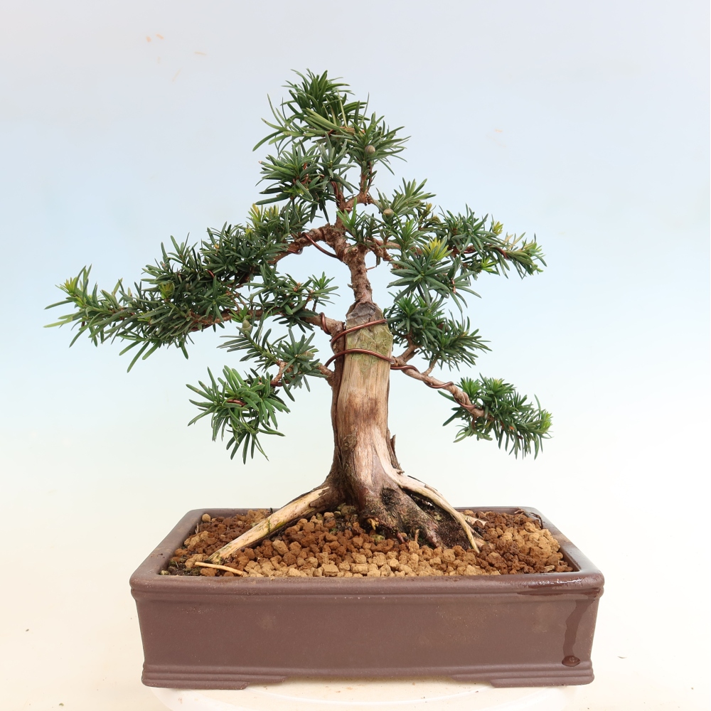 Kültéri bonsai - Taxus cuspidata - japán tiszafa