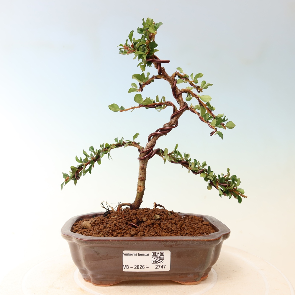 Kültéri bonsai - Cotoneaster horizontalis - Rocky Mountain