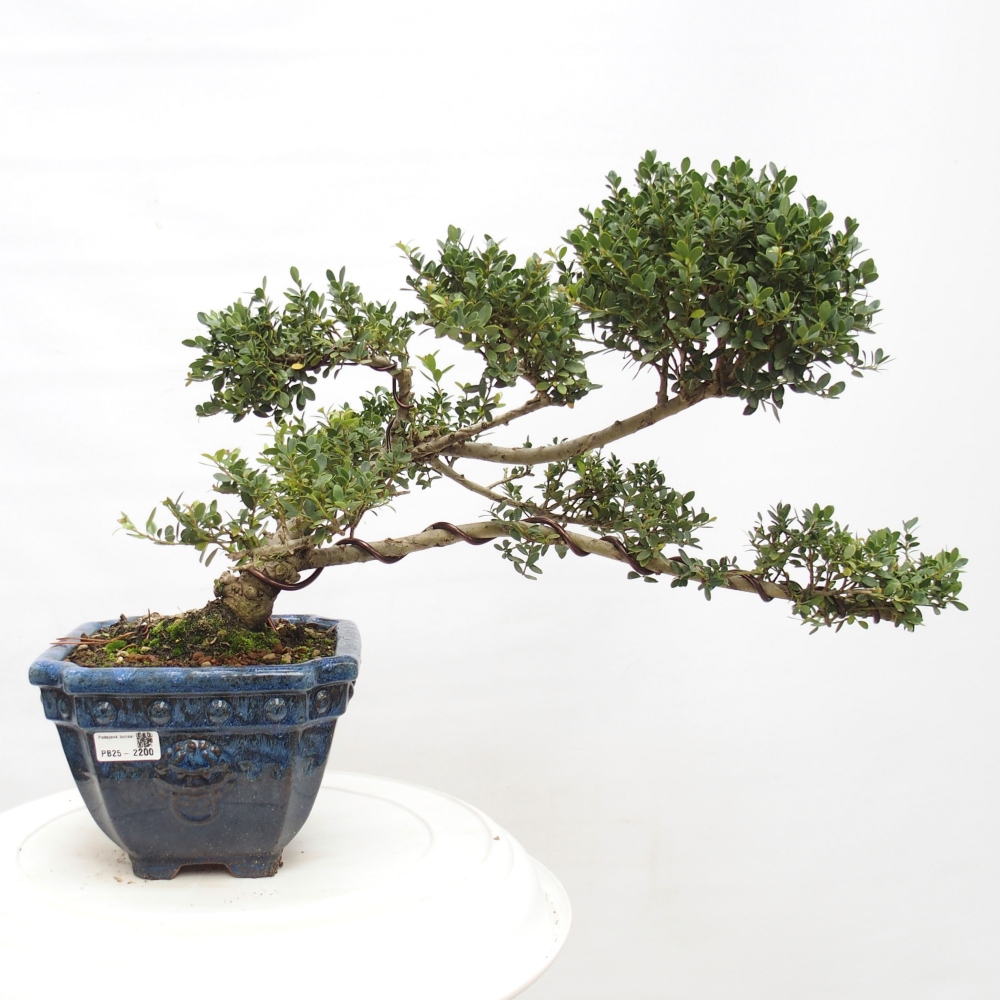 Szobai bonsai - Ilex crenata - Holly