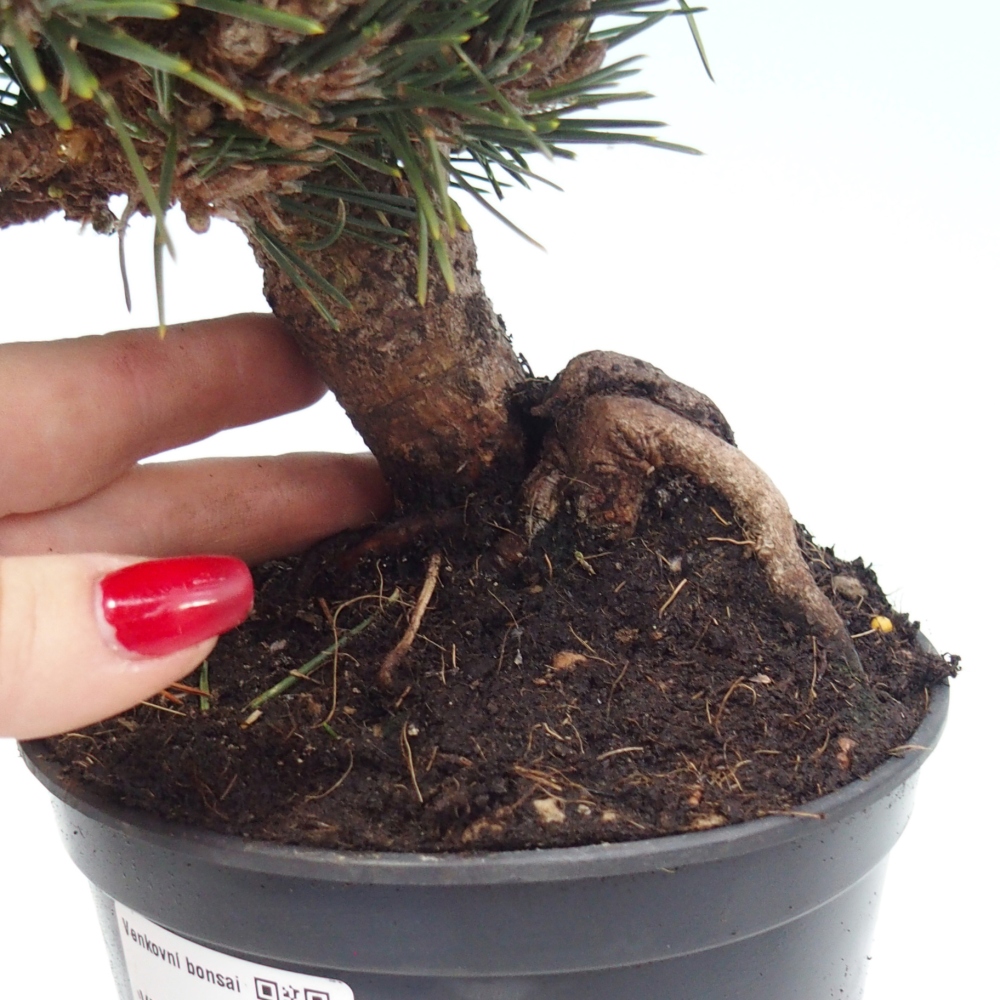Kültéri bonsai - Pinus thunbergii senjyumaru - Thunberg fenyő