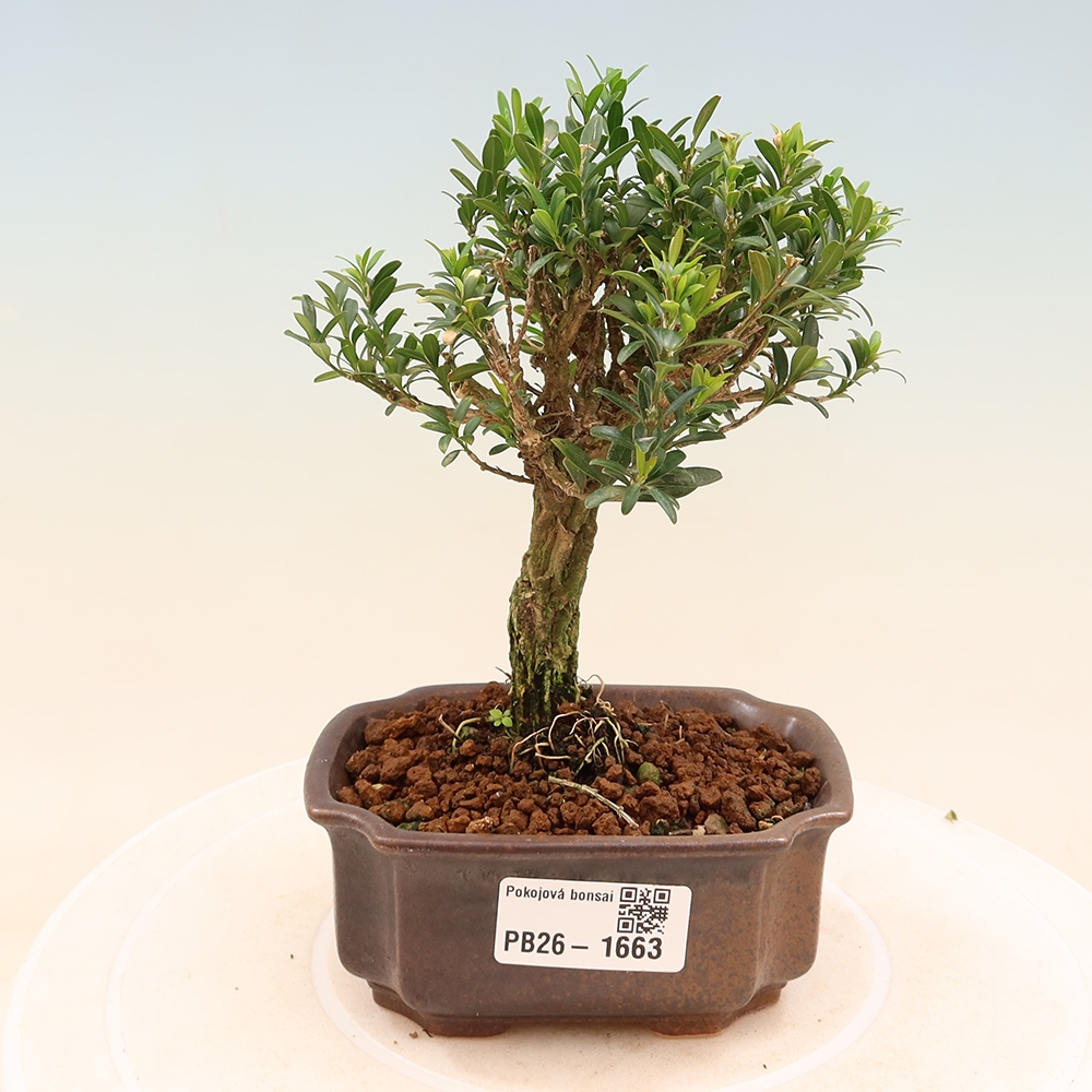 Szobai bonsai - Buxus harlandii - parafa buxus