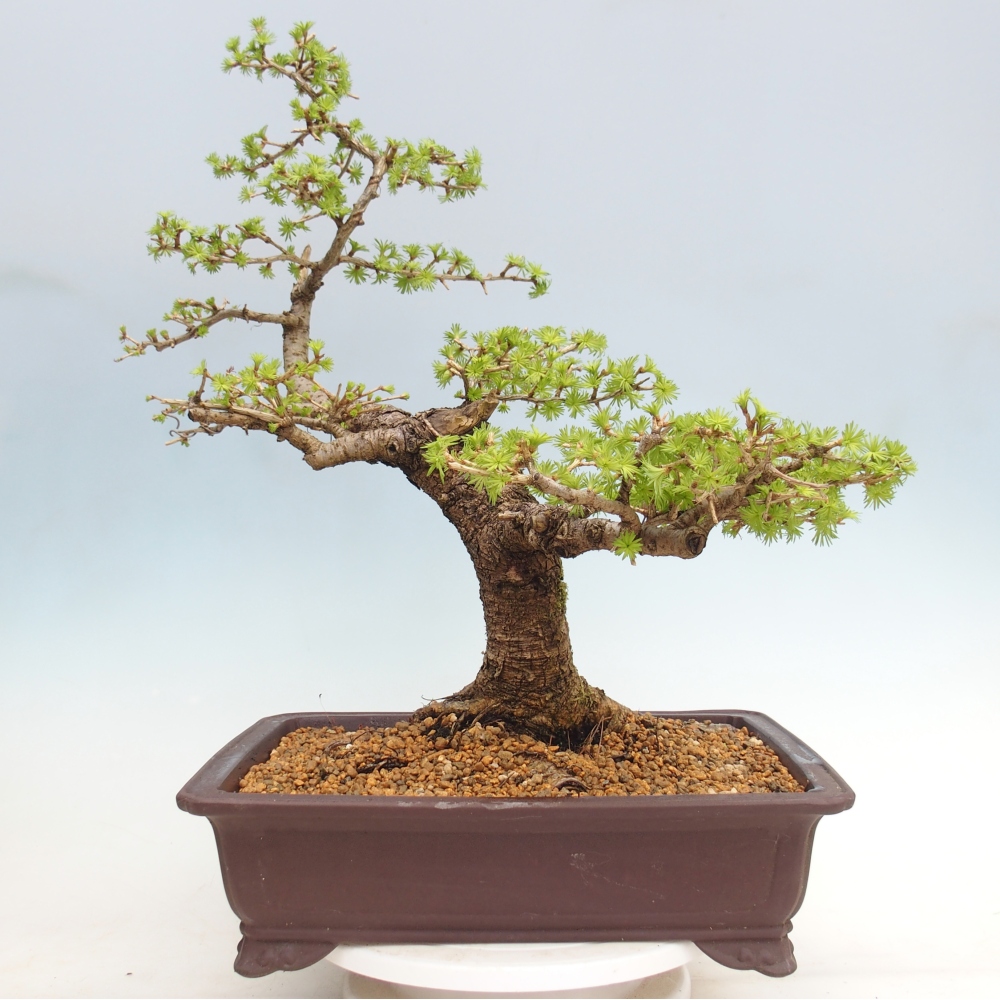 Kültéri bonsai -Larix decidua - vörösfenyő - Csak raklapon szállítható