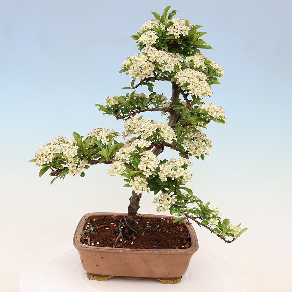 Kültéri bonsai – Pyracantha teton – Vörös tűszem