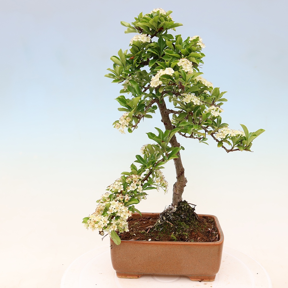 Kültéri bonsai – Pyracantha teton – Vörös tűszem