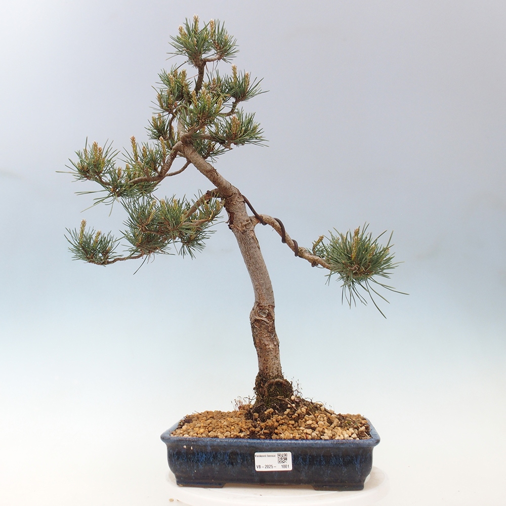 Kültéri bonsai - Pinus Sylvestris Watererri - erdeifenyő