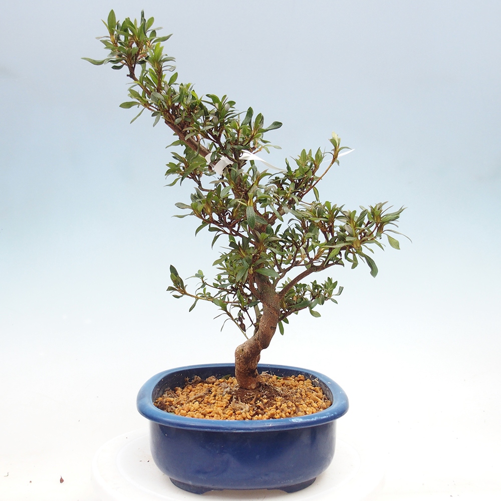 Kültéri bonsai - japán azálea - Azálea CHIHIRO