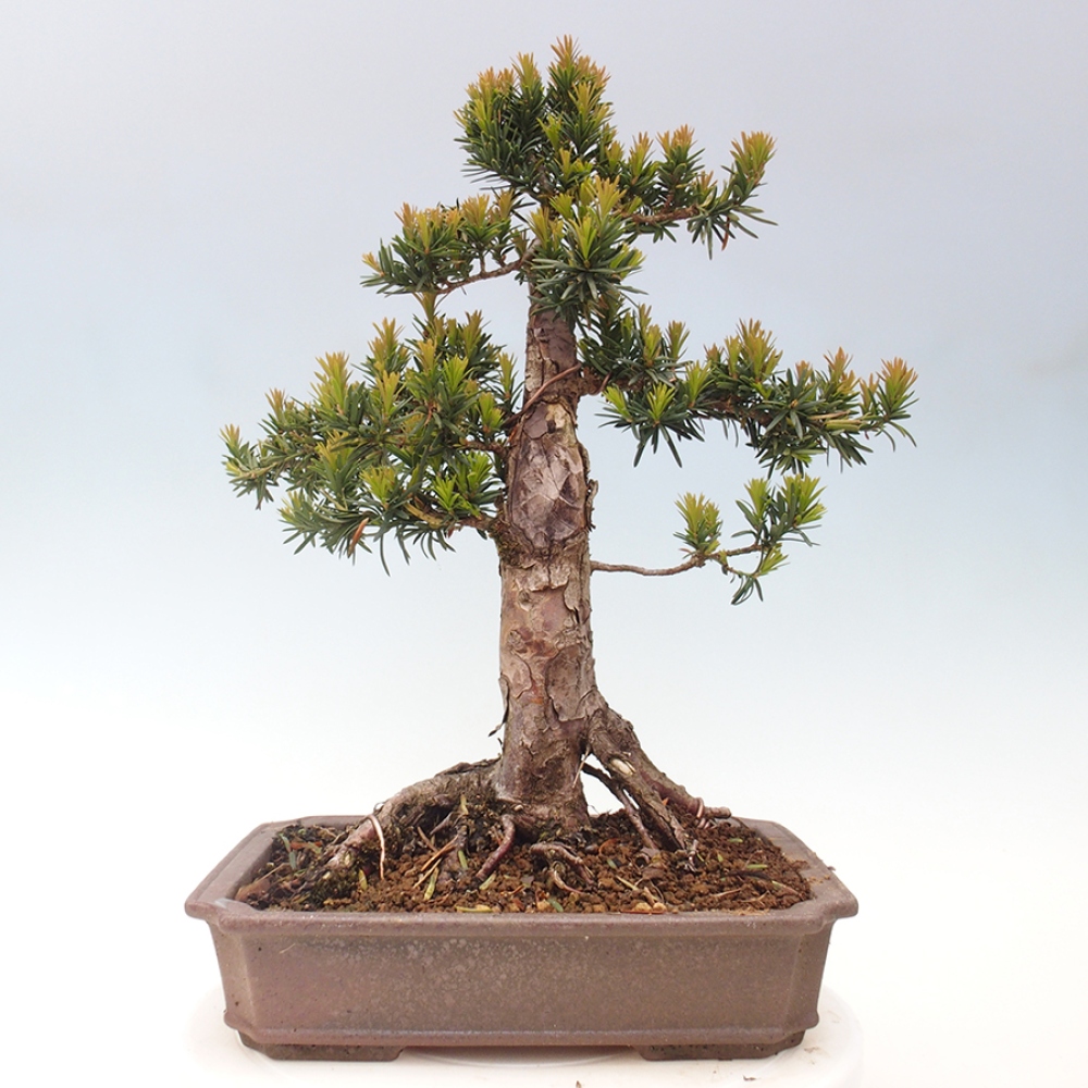 Kültéri bonsai - Taxus cuspidata - japán tiszafa