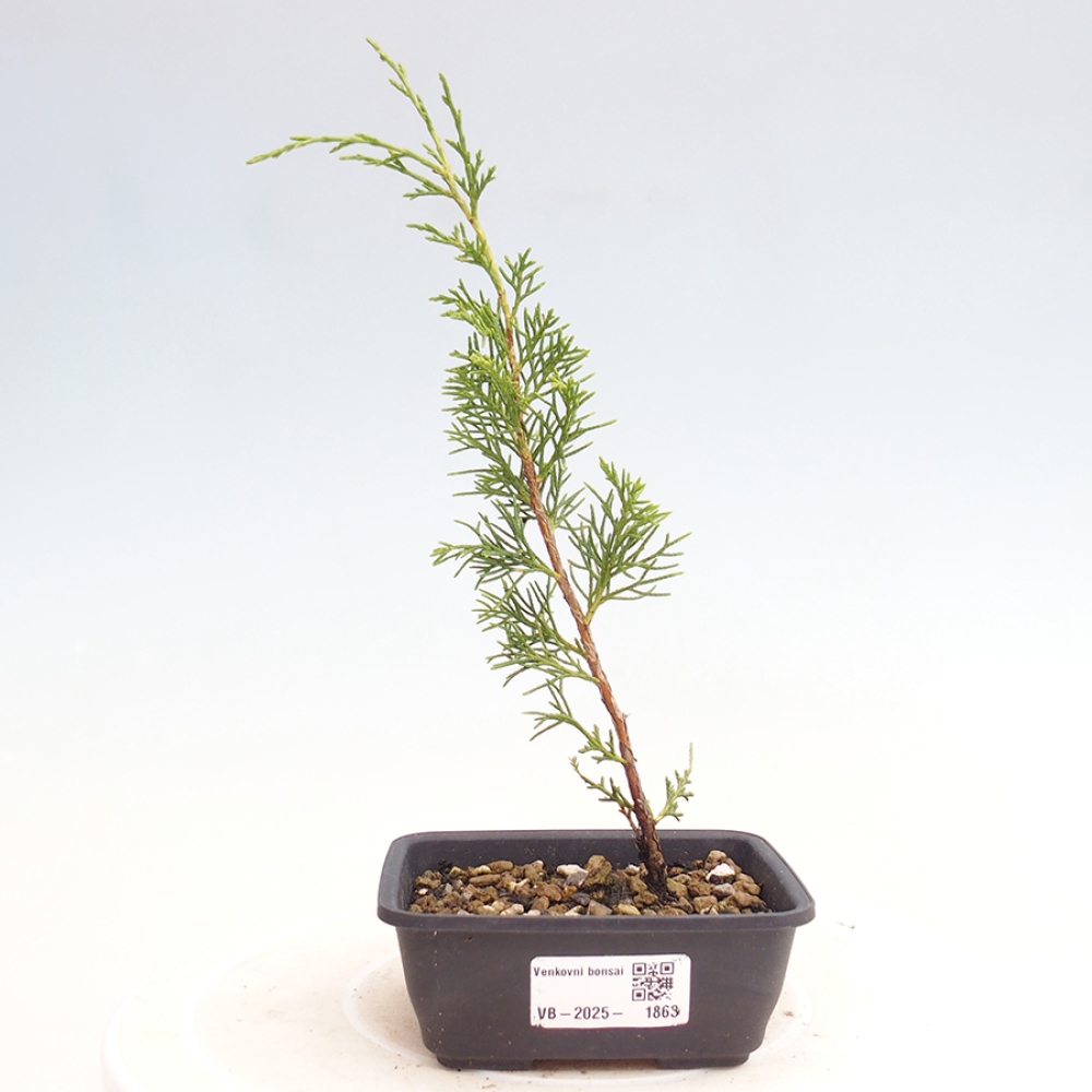 Kültéri bonsai - Juniperus chinensis Itoigawa