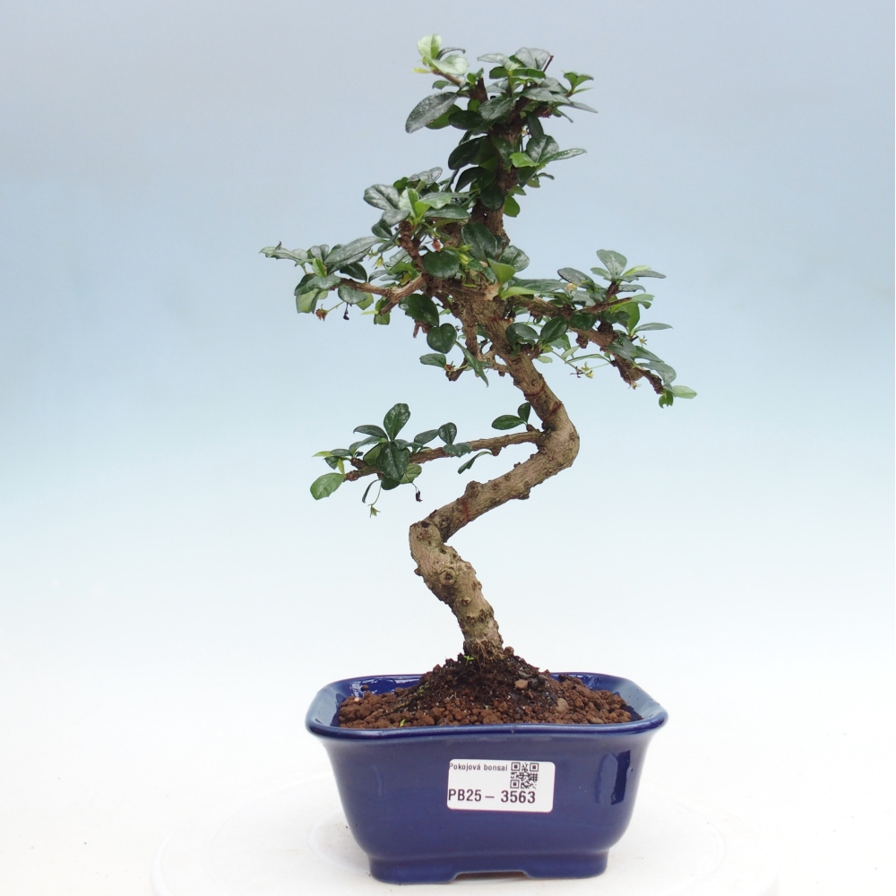 Szobai bonsai - Carmona macrophylla - Tea fuki