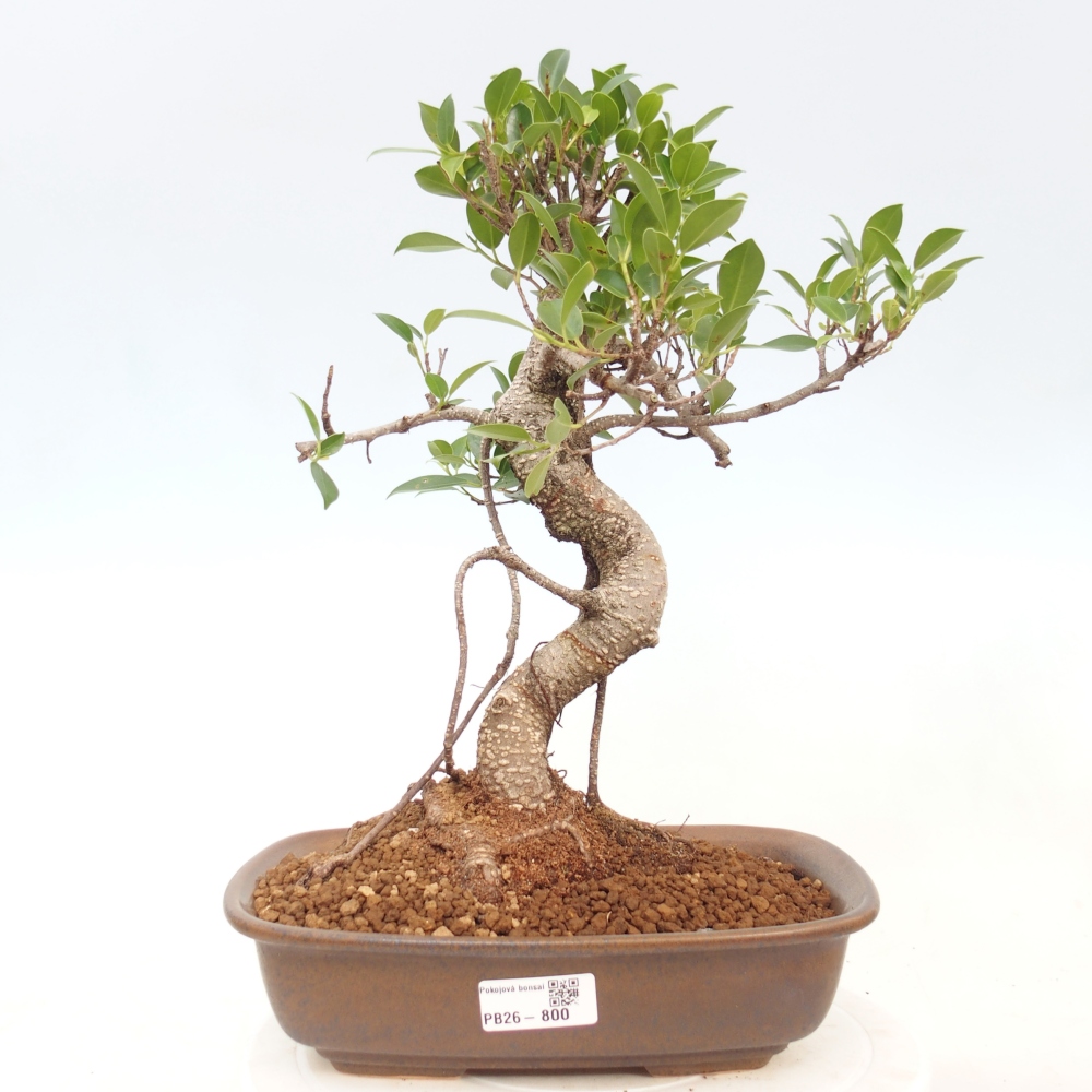 Szobai bonsai - Ficus kimmen - kislevelű fikusz