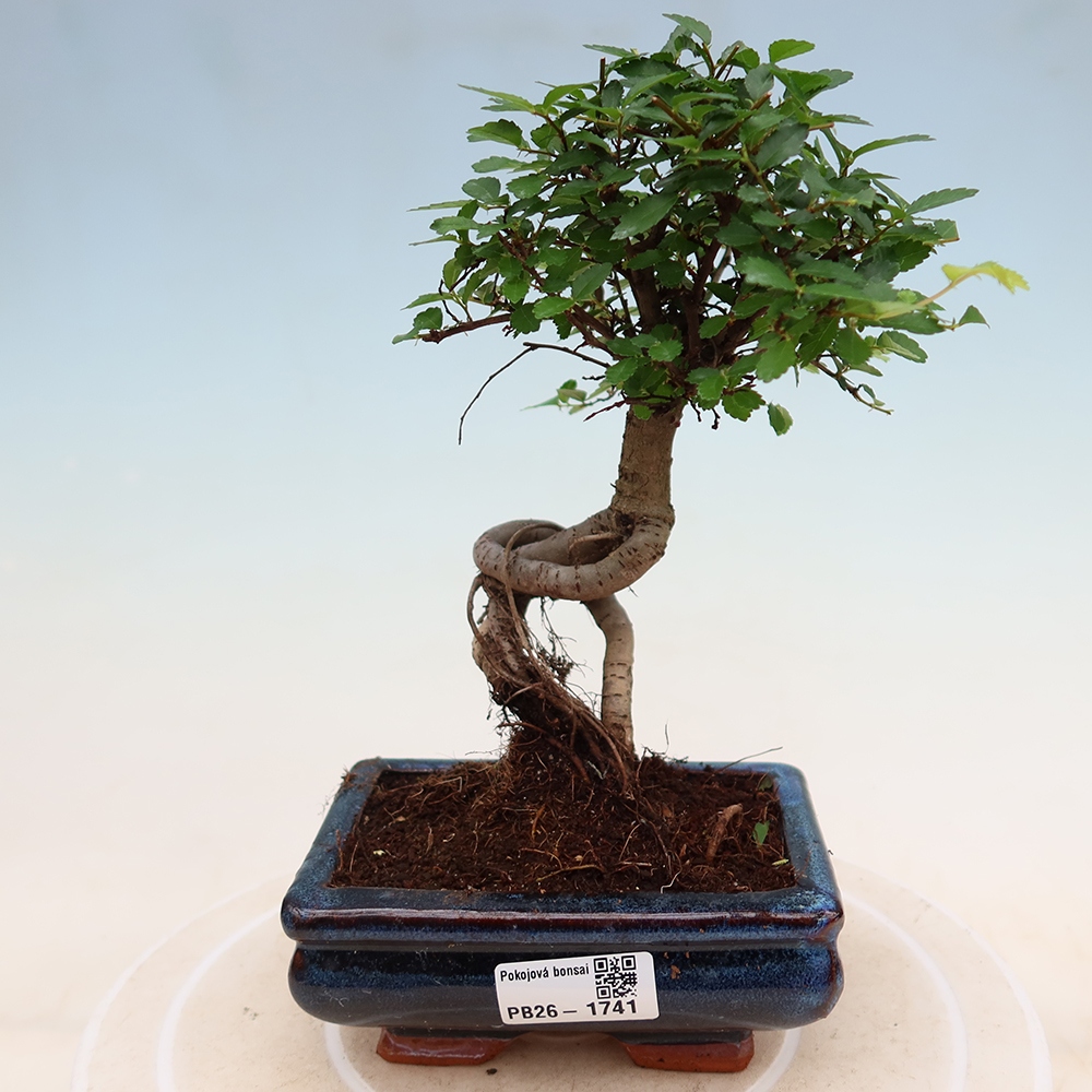 Szobai bonsai - Ulmus parvifolia - Kislevelű szilfa