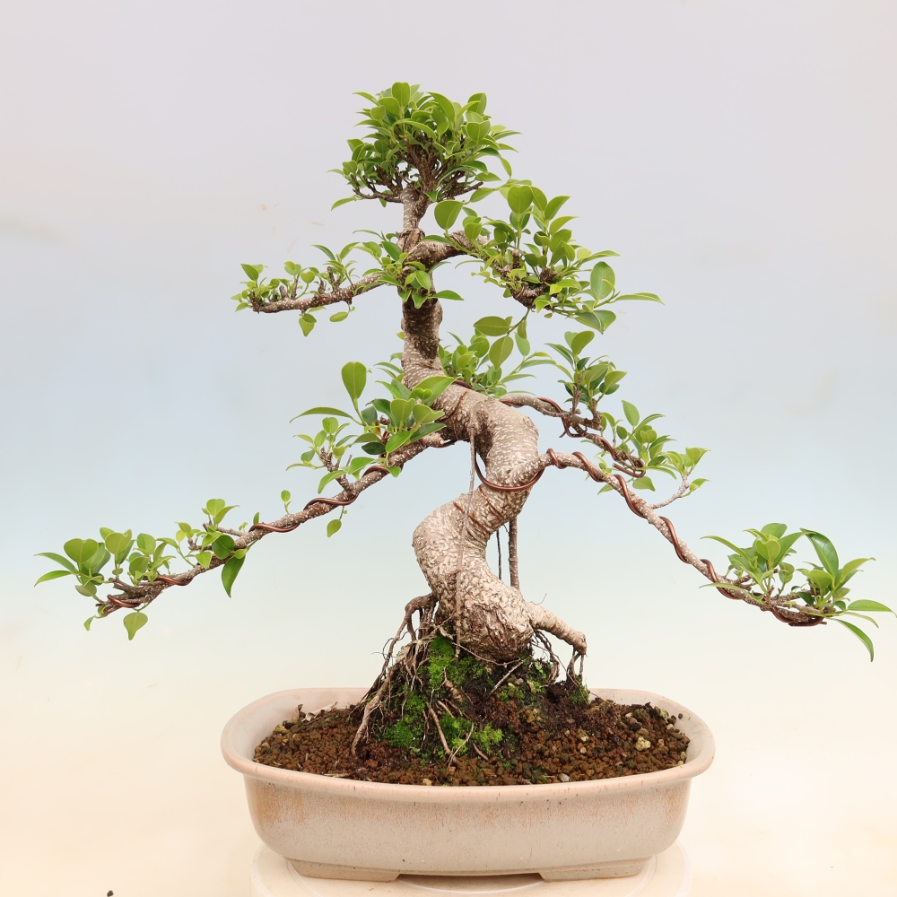 Szobai bonsai - Ficus kimmen - kislevelű fikusz