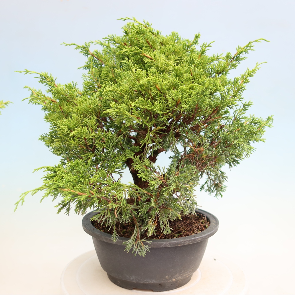 Kültéri bonsai - Juniperus chinensis Itoigawa-Juniperus chinensis