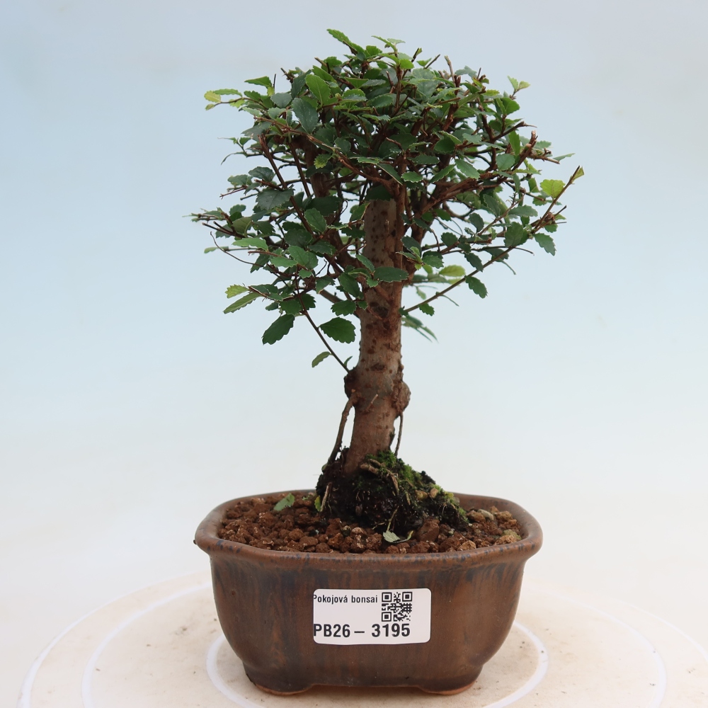Szobai bonsai - Ulmus parvifolia - Kislevelű szilfa