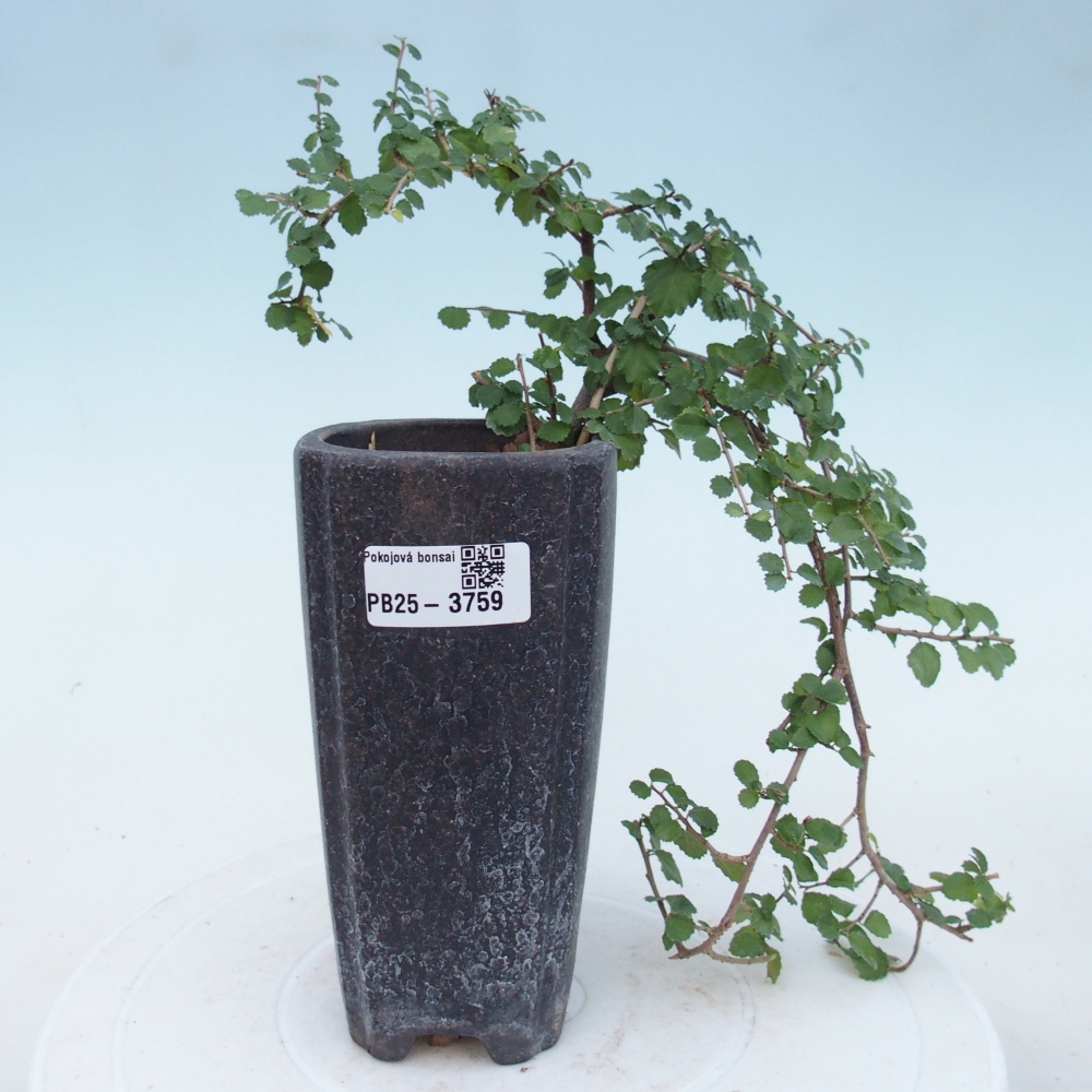 Szobai bonsai - Grewia sp. - Grewia malafolia