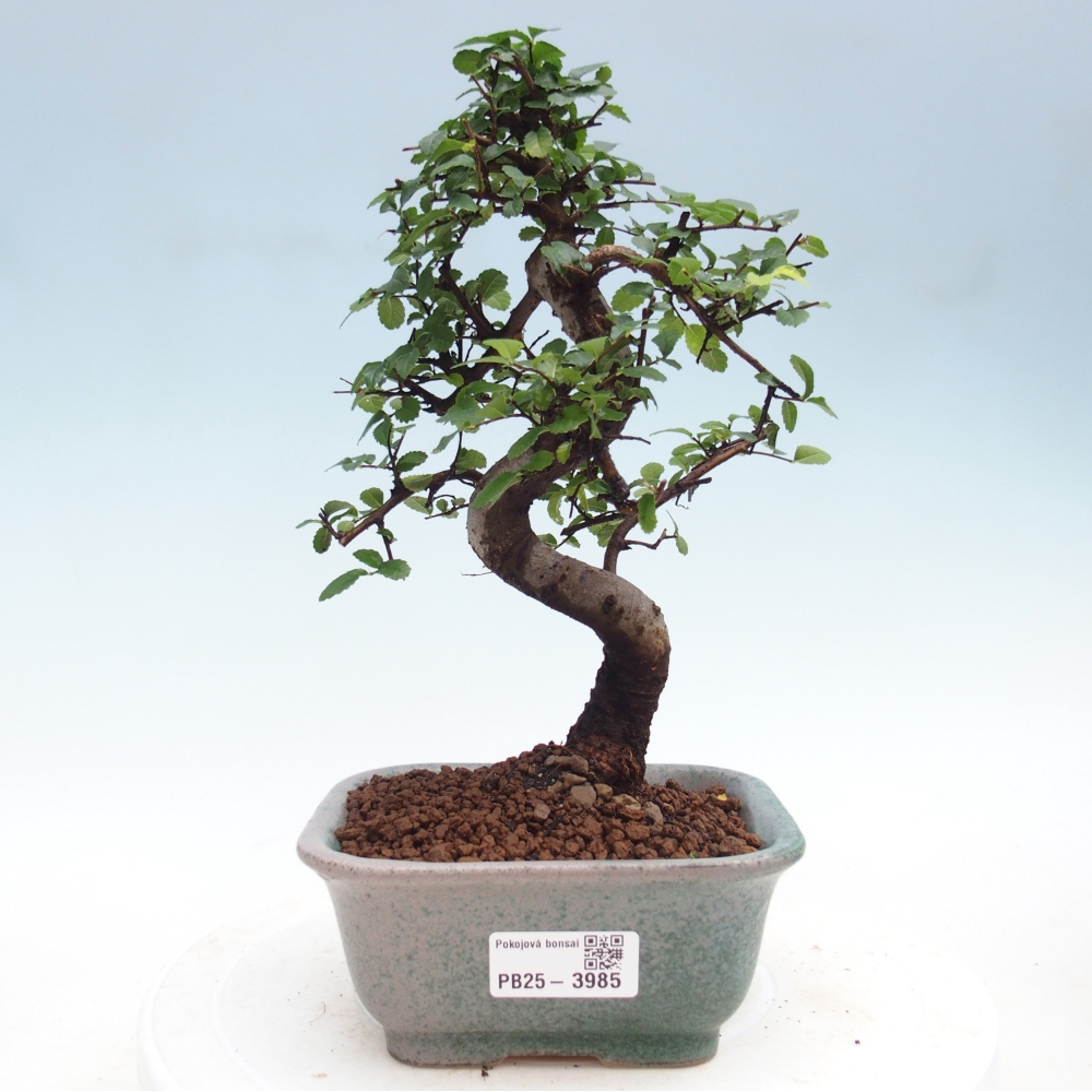 Szobai bonsai - Ulmus parvifolia - Kislevelű szilfa