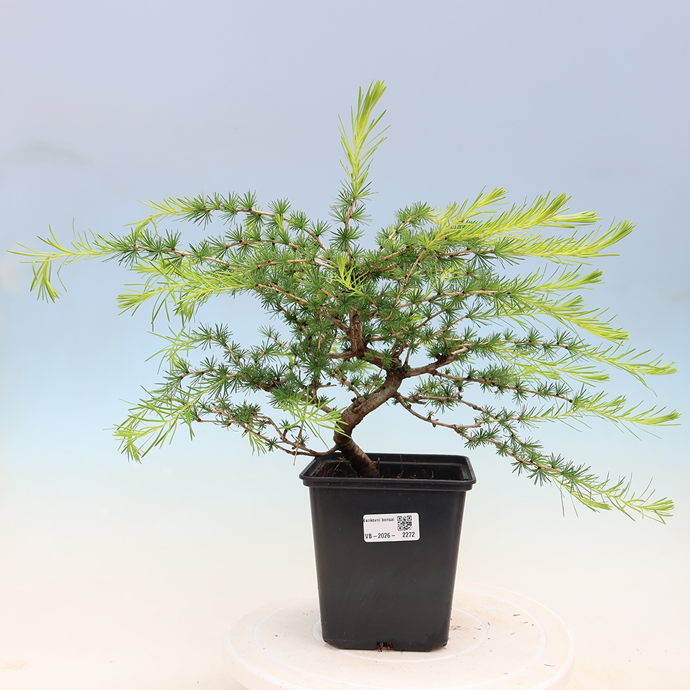 Kültéri bonsai - Larix decidua - vörösfenyő