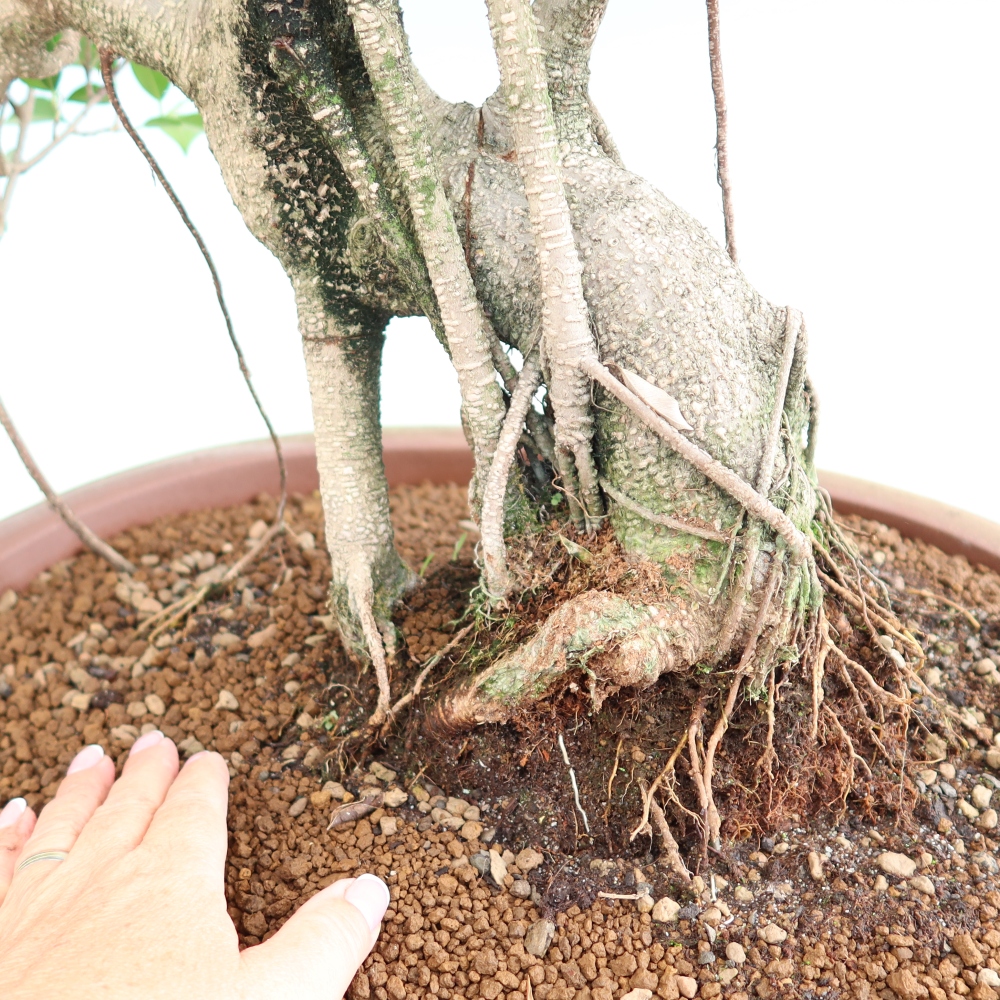Szobai bonsai - Ficus kimmen - kislevelű fikusz