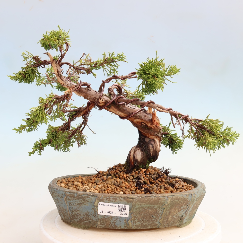 Kültéri bonsai - Juniperus chinensis Itoigawa-Juniperus chinensis